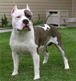 pic: Amewrican Pt Bull Terrier