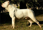 Pic: Dogo Argentino