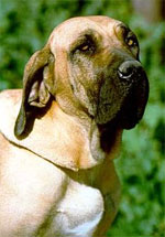 Pic: Fila Brasileiro