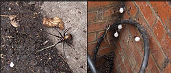 Spider and nests in UG box